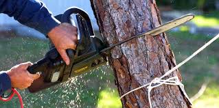 Best Root Management and Removal  in Town Line, NY