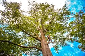 Best Tree Health Inspection  in Town Line, NY