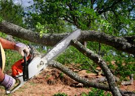 Best Tree Removal  in Town Line, NY