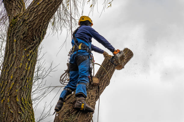 Best Seasonal Cleanup (Spring/Fall)  in Town Line, NY