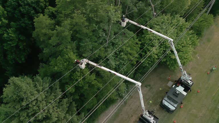 Best Storm Damage Tree Cleanup  in Town Line, NY